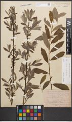 Foto von Salix caprea L. x Salix purpurea L.